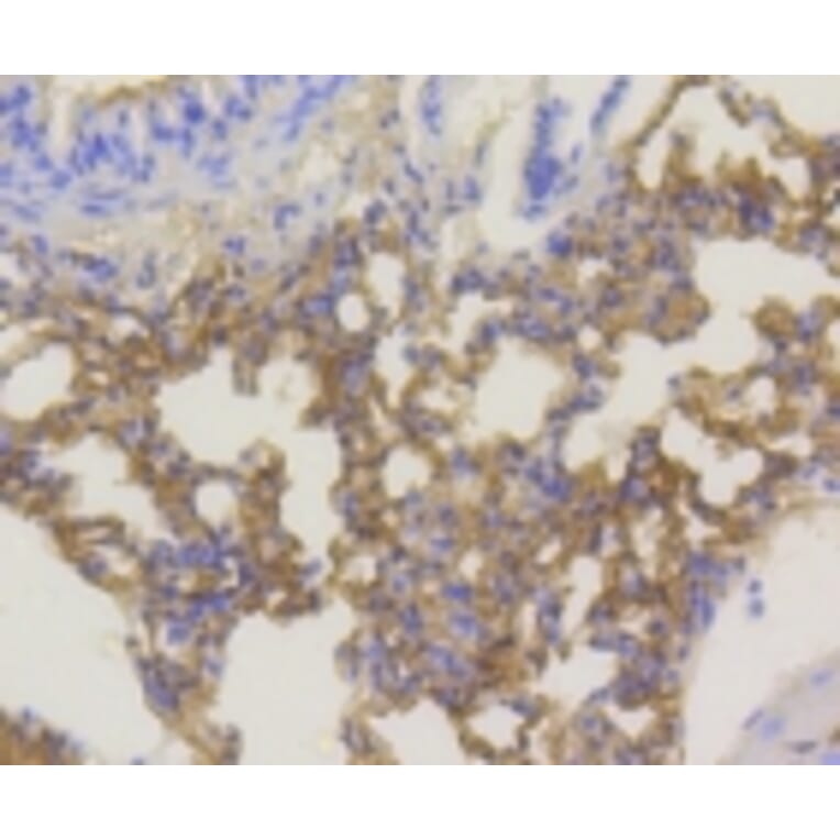 Anti-AKT (phospho-Ser473) Antibody from Bioworld Technology (BS9913M) - Antibodies.com