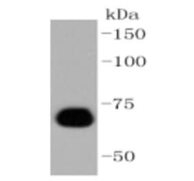 Anti-Caldesmon Antibody from Bioworld Technology (BS9915M) - Antibodies.com