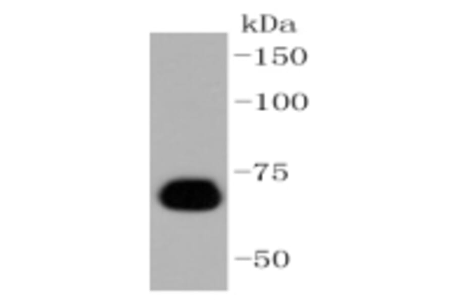 Anti-Caldesmon Antibody from Bioworld Technology (BS9915M) - Antibodies.com