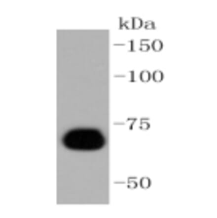 Anti-Caldesmon Antibody from Bioworld Technology (BS9915M) - Antibodies.com