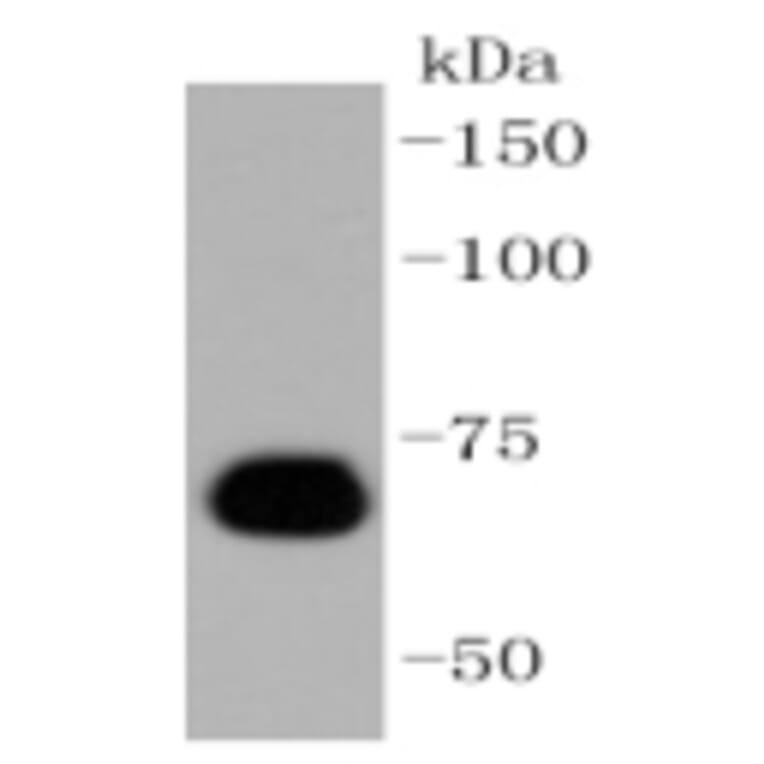 Anti-Caldesmon Antibody from Bioworld Technology (BS9915M) - Antibodies.com