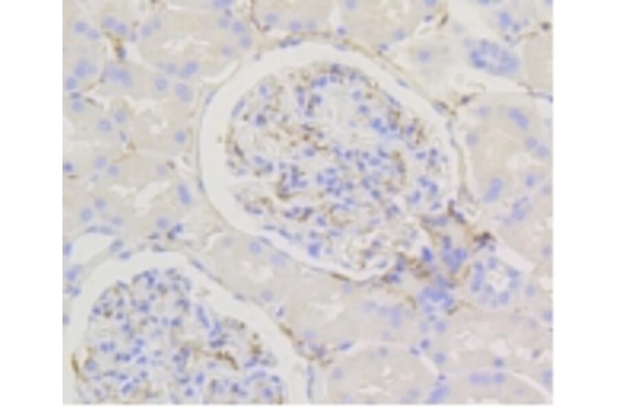 Anti-Caldesmon Antibody from Bioworld Technology (BS9915M) - Antibodies.com