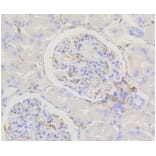 Anti-Caldesmon Antibody from Bioworld Technology (BS9915M) - Antibodies.com