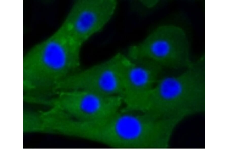 Anti-Caldesmon Antibody from Bioworld Technology (BS9915M) - Antibodies.com