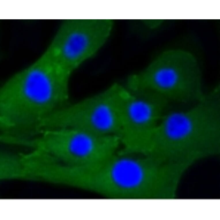 Anti-Caldesmon Antibody from Bioworld Technology (BS9915M) - Antibodies.com