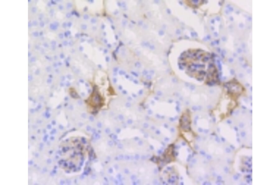 Anti-Caldesmon Antibody from Bioworld Technology (BS9915M) - Antibodies.com