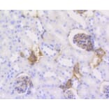 Anti-Caldesmon Antibody from Bioworld Technology (BS9915M) - Antibodies.com