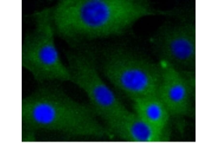 Anti-Caldesmon Antibody from Bioworld Technology (BS9915M) - Antibodies.com