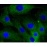 Anti-Caldesmon Antibody from Bioworld Technology (BS9915M) - Antibodies.com