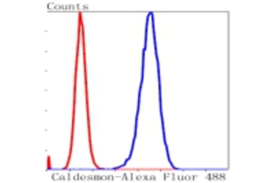 Anti-Caldesmon Antibody from Bioworld Technology (BS9915M) - Antibodies.com