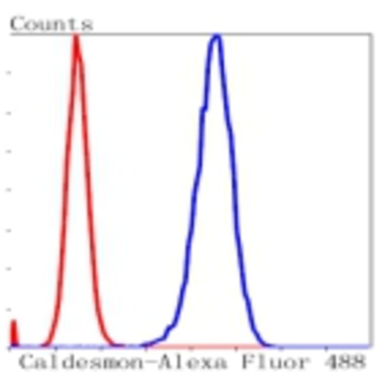 Anti-Caldesmon Antibody from Bioworld Technology (BS9915M) - Antibodies.com
