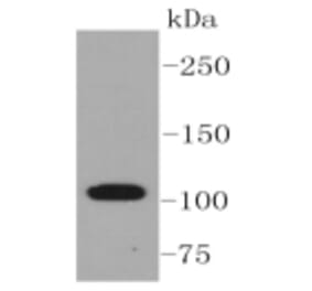 Anti-ABCG1 Antibody from Bioworld Technology (BS9916M) - Antibodies.com