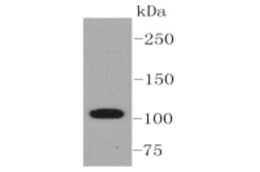 Anti-ABCG1 Antibody from Bioworld Technology (BS9916M) - Antibodies.com