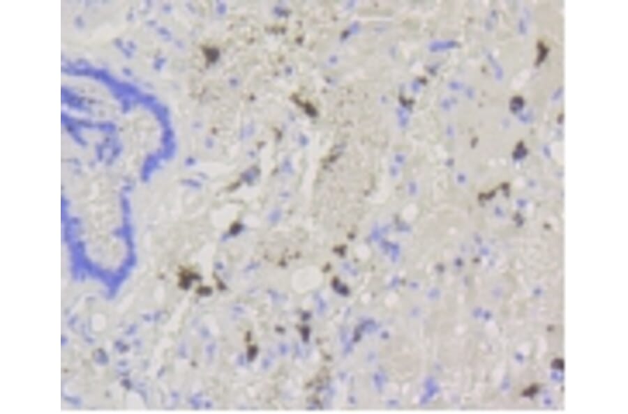 Anti-ABCG1 Antibody from Bioworld Technology (BS9916M) - Antibodies.com