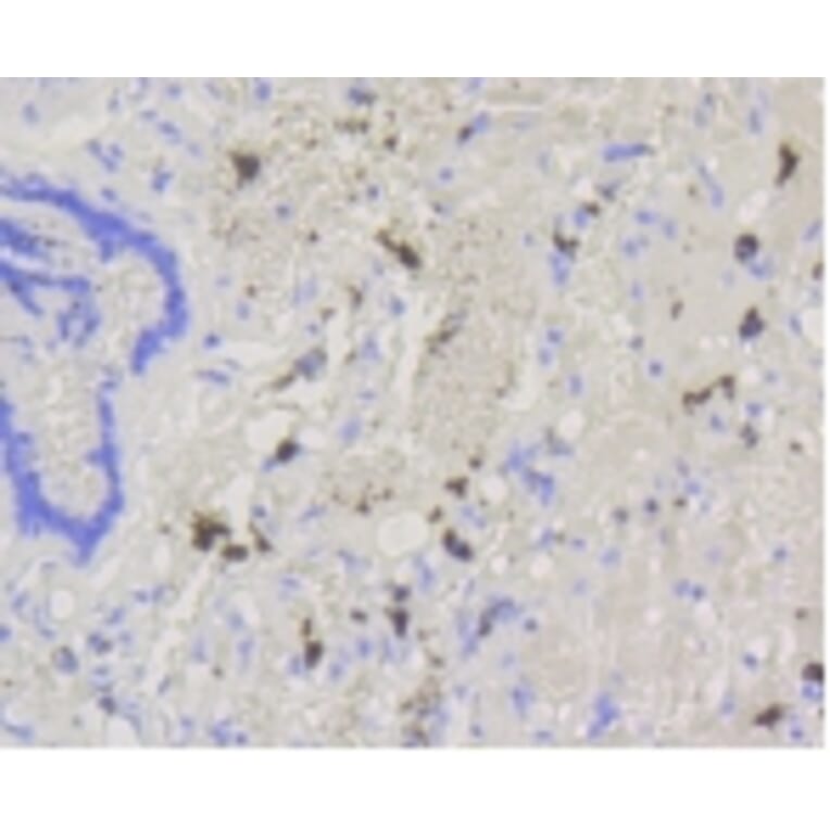 Anti-ABCG1 Antibody from Bioworld Technology (BS9916M) - Antibodies.com