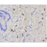 Anti-ABCG1 Antibody from Bioworld Technology (BS9916M) - Antibodies.com