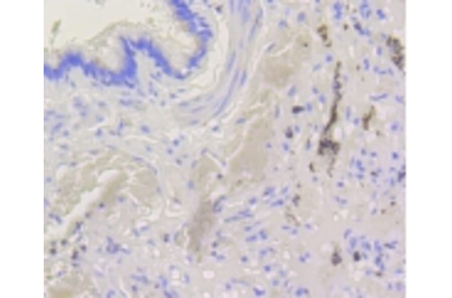 Anti-Bak Antibody from Bioworld Technology (BS9917M) - Antibodies.com