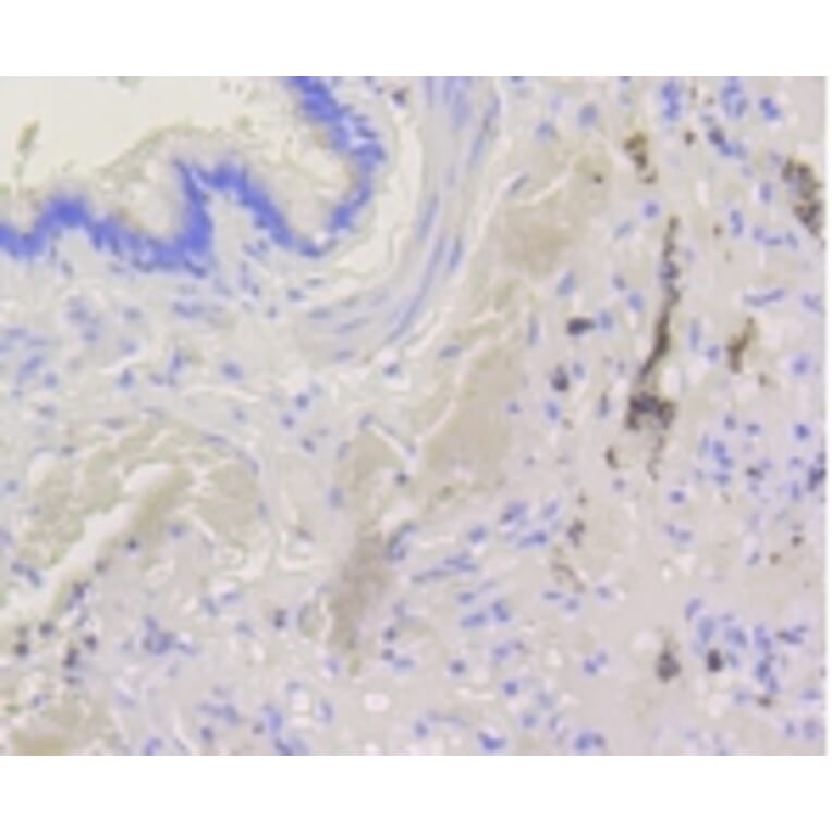 Anti-Bak Antibody from Bioworld Technology (BS9917M) - Antibodies.com