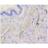 Anti-Bak Antibody from Bioworld Technology (BS9917M) - Antibodies.com