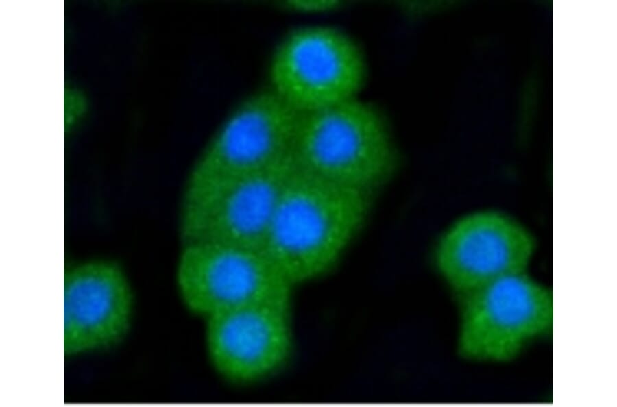 Anti-Bak Antibody from Bioworld Technology (BS9917M) - Antibodies.com