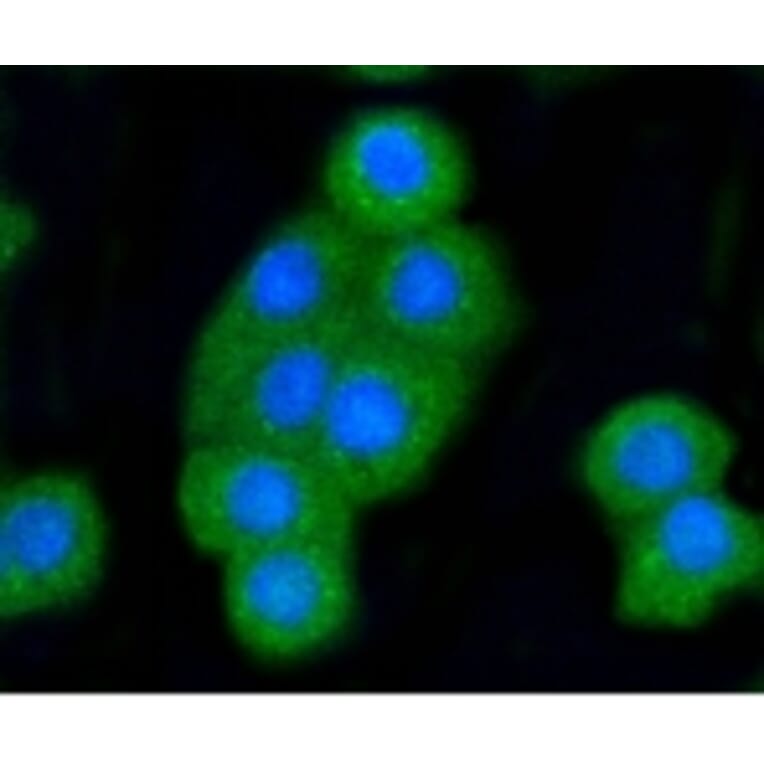 Anti-Bak Antibody from Bioworld Technology (BS9917M) - Antibodies.com