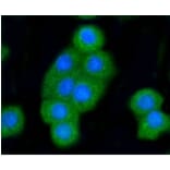 Anti-Bak Antibody from Bioworld Technology (BS9917M) - Antibodies.com