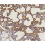 Anti-Bak Antibody from Bioworld Technology (BS9917M) - Antibodies.com