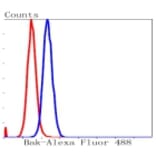 Anti-Bak Antibody from Bioworld Technology (BS9917M) - Antibodies.com