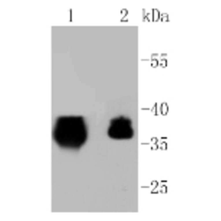 Anti-EPCAM Antibody from Bioworld Technology (BS9918M) - Antibodies.com