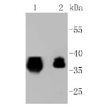 Anti-EPCAM Antibody from Bioworld Technology (BS9918M) - Antibodies.com