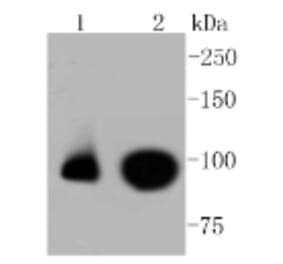 Anti-Nrf2 (phospho-S40) Antibody from Bioworld Technology (BS9919M) - Antibodies.com