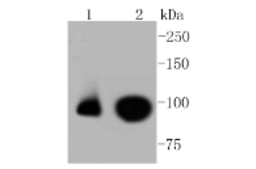 Anti-Nrf2 (phospho-S40) Antibody from Bioworld Technology (BS9919M) - Antibodies.com