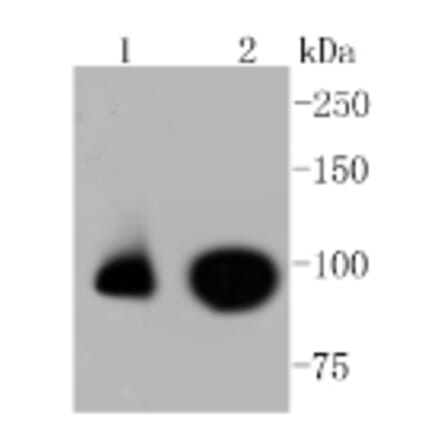 Anti-Nrf2 (phospho-S40) Antibody from Bioworld Technology (BS9919M) - Antibodies.com
