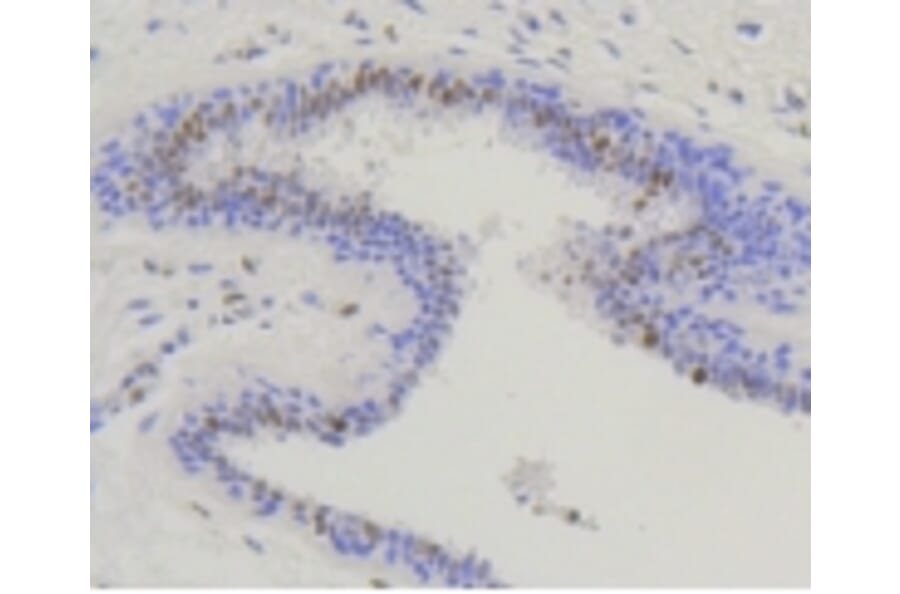 Anti-Nrf2 (phospho-S40) Antibody from Bioworld Technology (BS9919M) - Antibodies.com