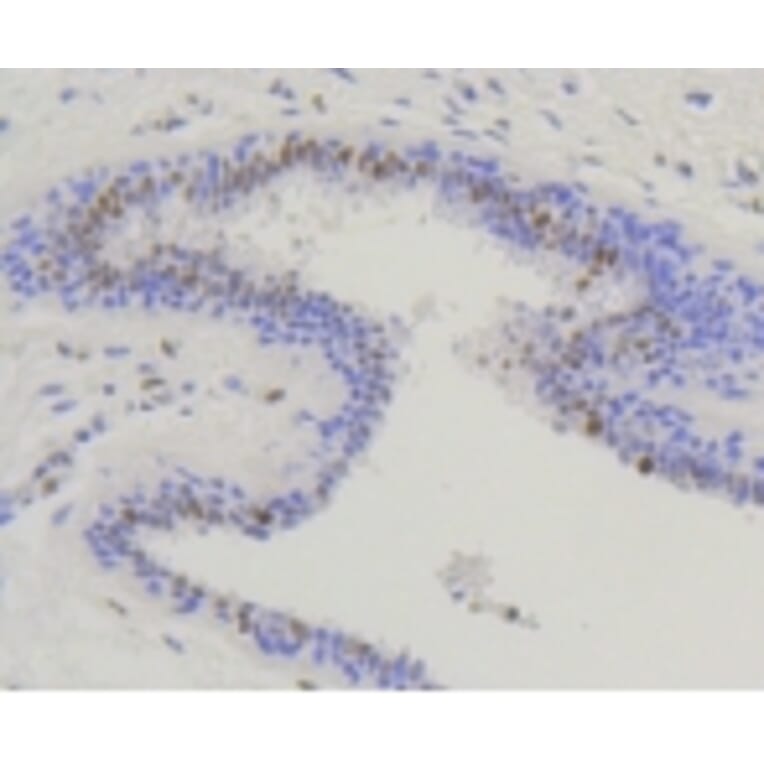 Anti-Nrf2 (phospho-S40) Antibody from Bioworld Technology (BS9919M) - Antibodies.com