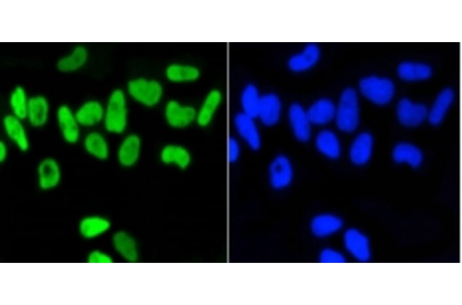 Anti-Nrf2 (phospho-S40) Antibody from Bioworld Technology (BS9919M) - Antibodies.com