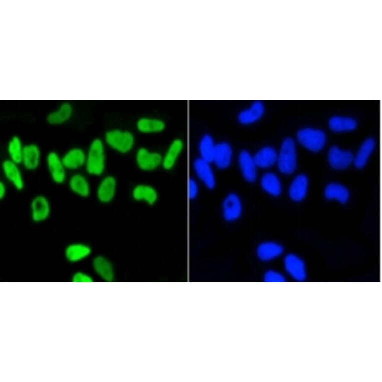 Anti-Nrf2 (phospho-S40) Antibody from Bioworld Technology (BS9919M) - Antibodies.com