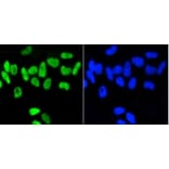 Anti-Nrf2 (phospho-S40) Antibody from Bioworld Technology (BS9919M) - Antibodies.com