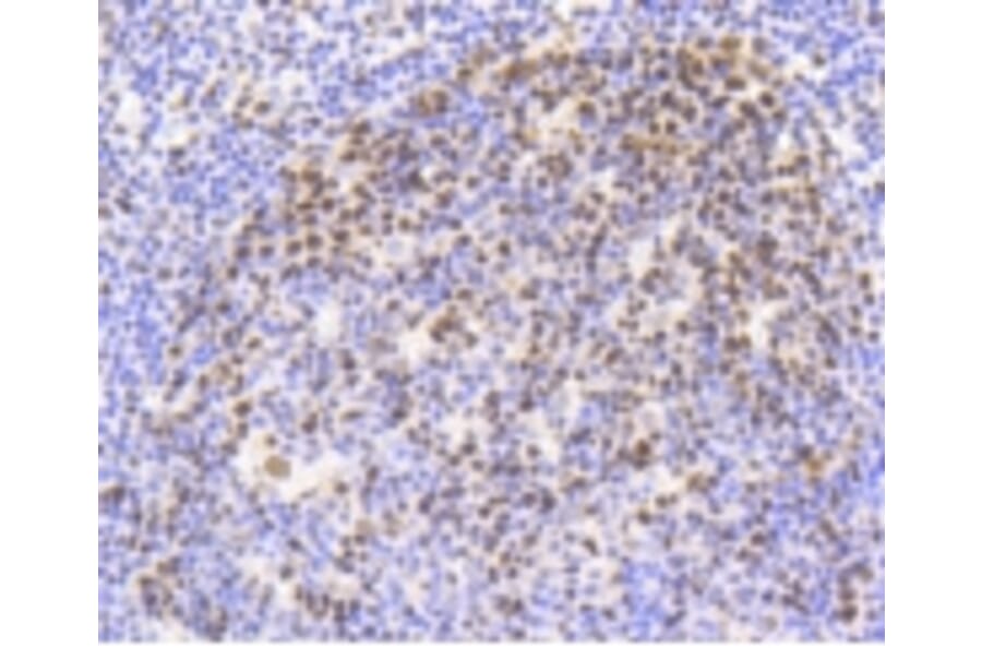 Anti-Nrf2 (phospho-S40) Antibody from Bioworld Technology (BS9919M) - Antibodies.com