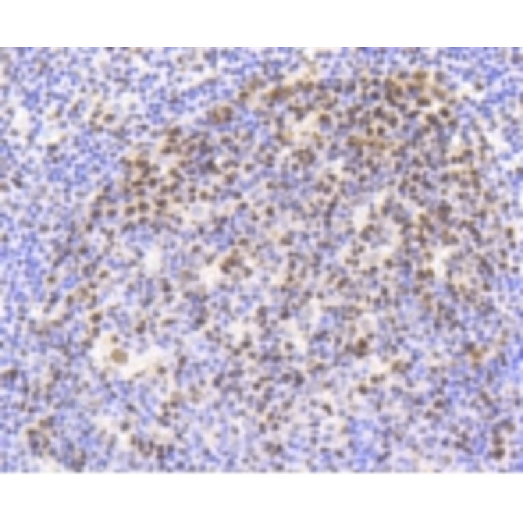 Anti-Nrf2 (phospho-S40) Antibody from Bioworld Technology (BS9919M) - Antibodies.com