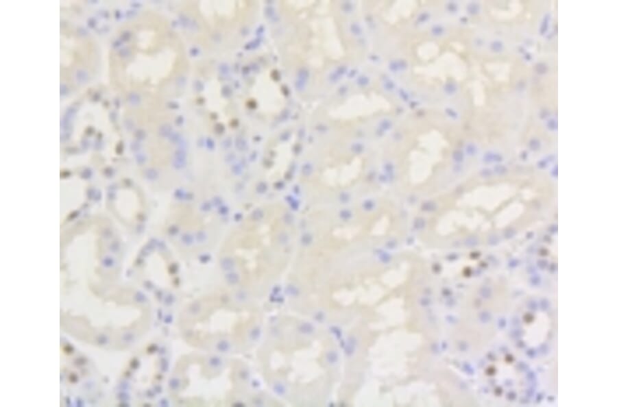 Anti-Nrf2 (phospho-S40) Antibody from Bioworld Technology (BS9919M) - Antibodies.com