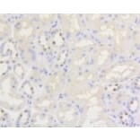 Anti-Nrf2 (phospho-S40) Antibody from Bioworld Technology (BS9919M) - Antibodies.com