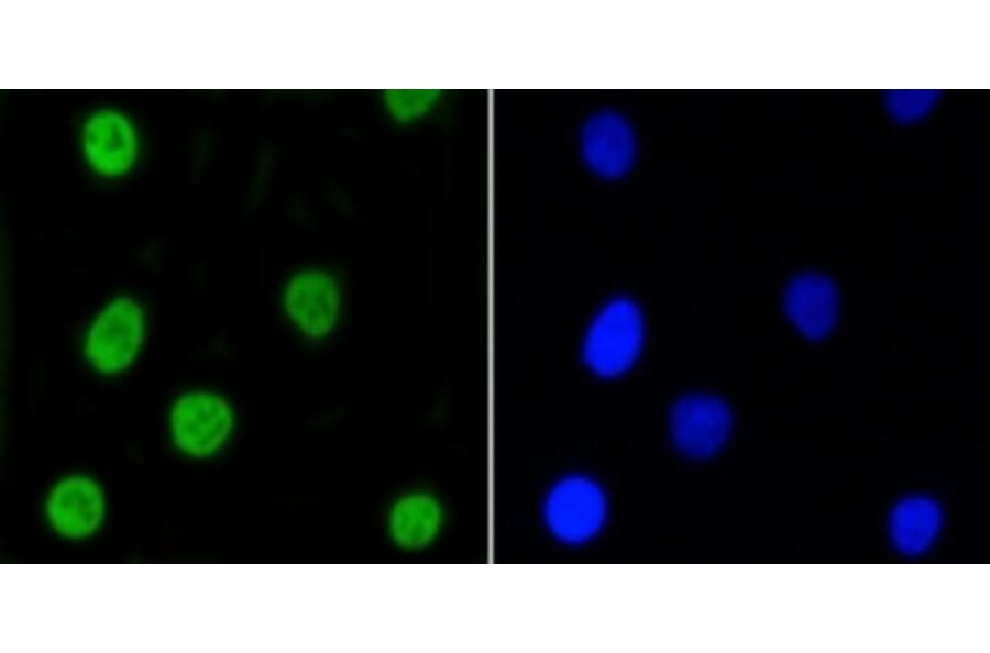 Anti-Nrf2 (phospho-S40) Antibody from Bioworld Technology (BS9919M) - Antibodies.com