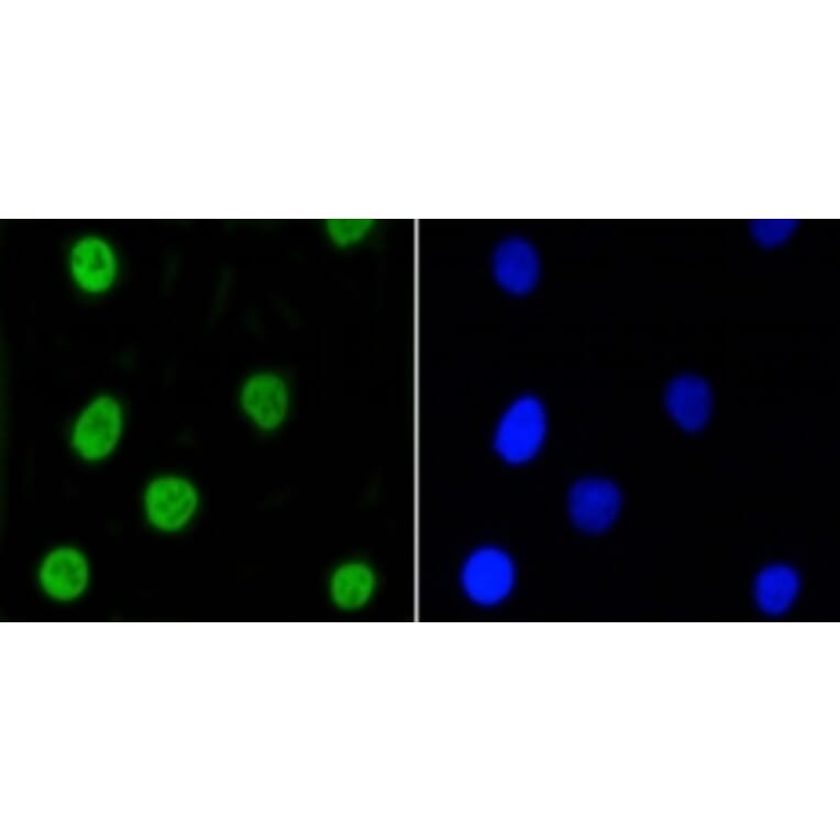 Anti-Nrf2 (phospho-S40) Antibody from Bioworld Technology (BS9919M) - Antibodies.com