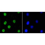 Anti-Nrf2 (phospho-S40) Antibody from Bioworld Technology (BS9919M) - Antibodies.com