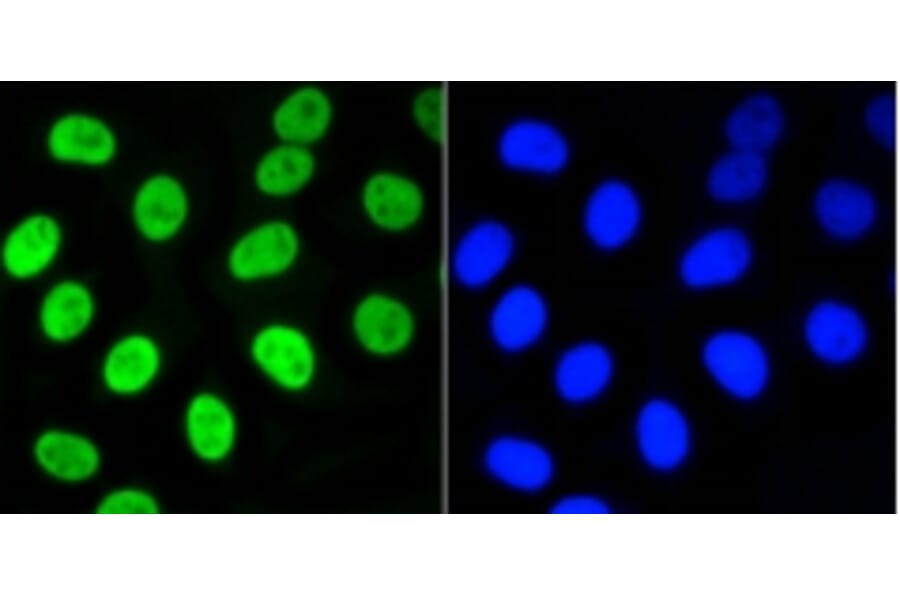 Anti-Nrf2 (phospho-S40) Antibody from Bioworld Technology (BS9919M) - Antibodies.com