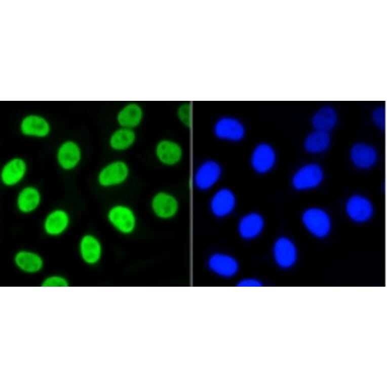 Anti-Nrf2 (phospho-S40) Antibody from Bioworld Technology (BS9919M) - Antibodies.com