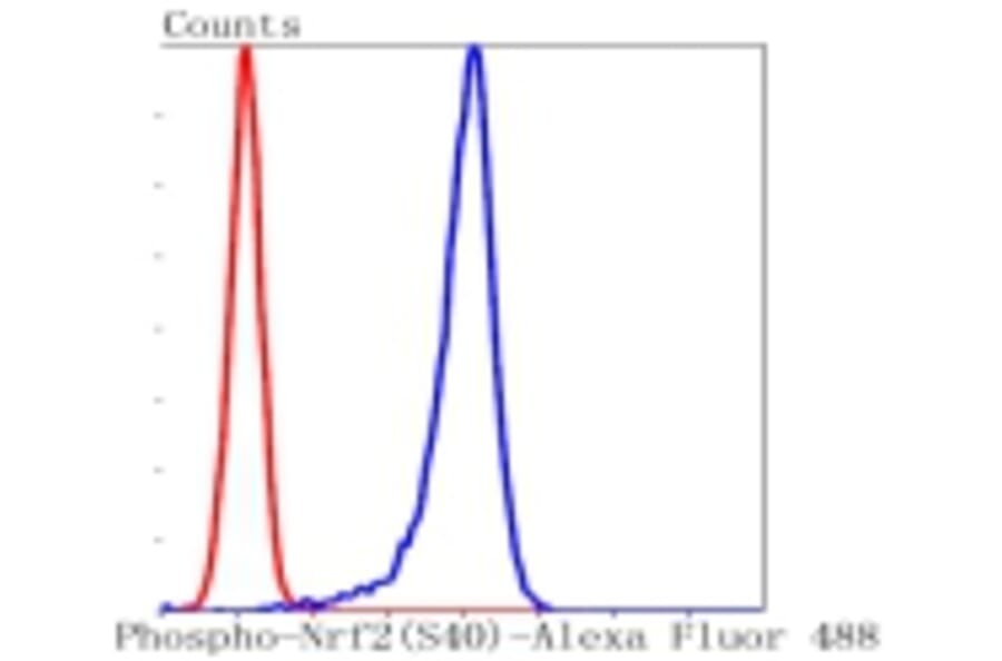 Anti-Nrf2 (phospho-S40) Antibody from Bioworld Technology (BS9919M) - Antibodies.com
