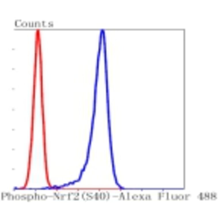 Anti-Nrf2 (phospho-S40) Antibody from Bioworld Technology (BS9919M) - Antibodies.com