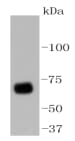 Anti-YAP Antibody (A32371) | Antibodies.com